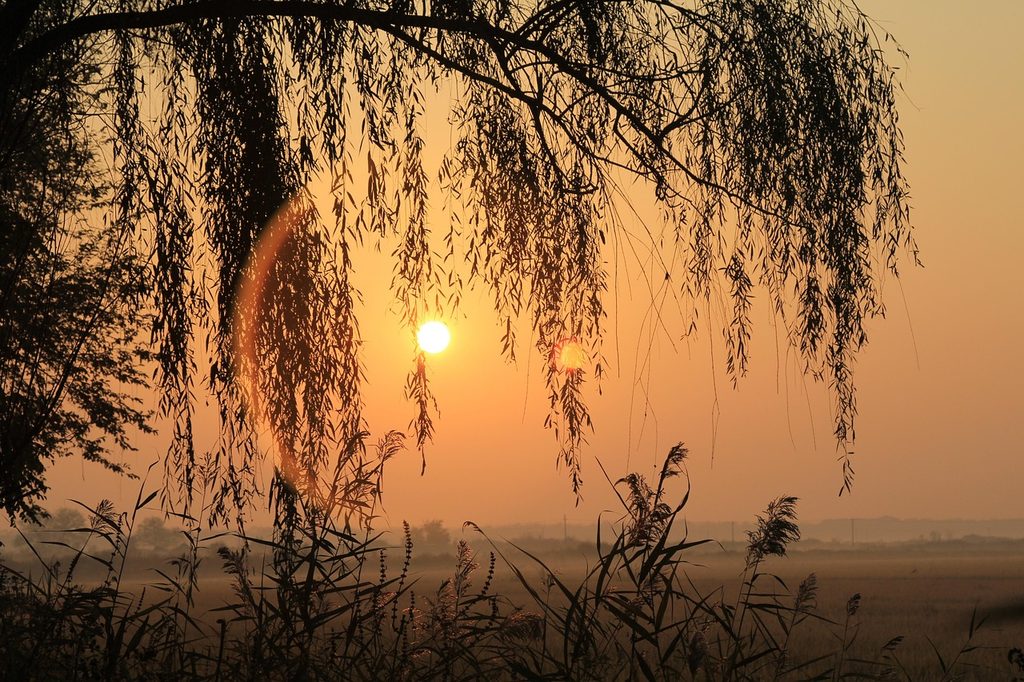 Dramatic photo of a willow tree overlooking a marsh.